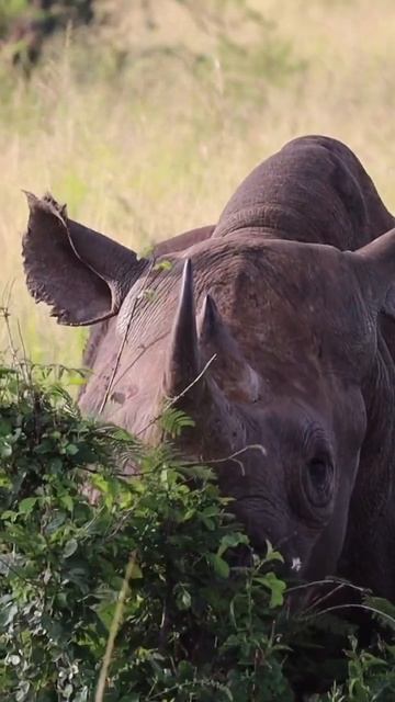 Endangered Black Rhinos 🥰 can run up to 55 km/h & weigh on average 1300 kg #rhino #shorts #africa смотреть онлайн
