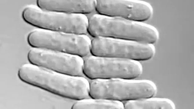 Growing S pombe cells YouTube смотреть онлайн