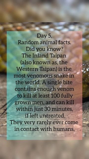 Day-5 |Random animal facts|Inland Taipan|Andrew's enlightenment| смотреть онлайн