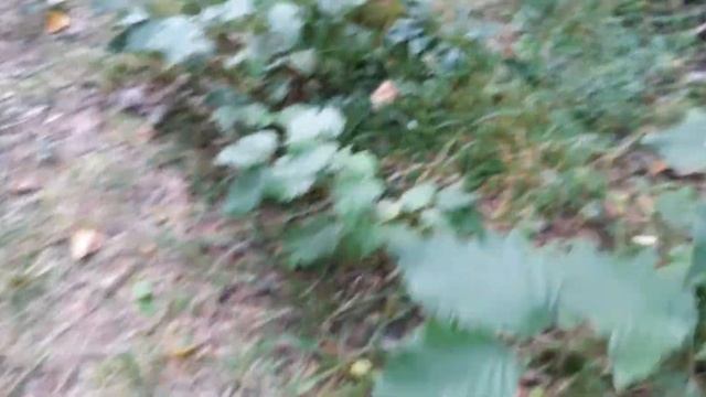 Грибы смотреть онлайн