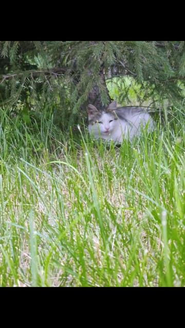 любимки) #рекомендации #тиран #wildcraft #котывоители #квадробика # смотреть онлайн