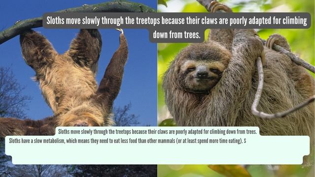 THE MOST INTERESTING ANIMAL: SLOTH смотреть онлайн