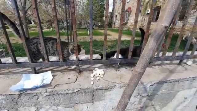 Кошачий челлендж #2 смотреть онлайн