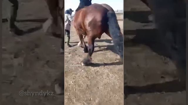 Әлемдегі ең үлкен жылқы | Салмағы: 1 тонна 200 килограмм смотреть онлайн
