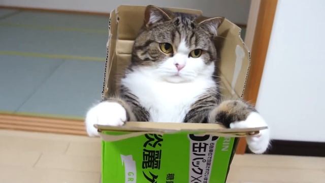 9A box and Maru 9.- смотреть онлайн