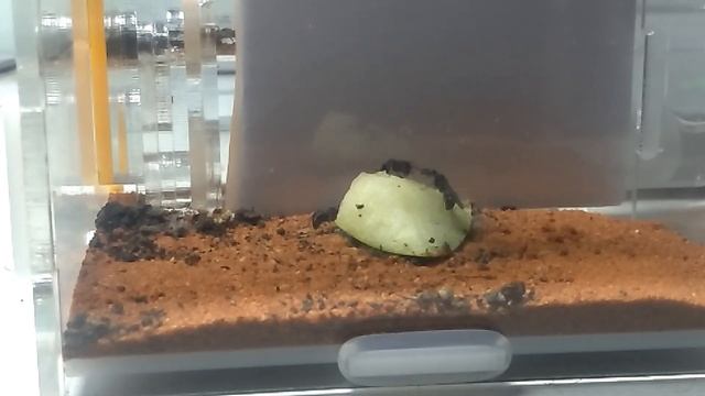 Rhytidoponera Metallica Supercolony Eating Apple Timelapse | Short Timelapse Presented By Ant Co смотреть онлайн