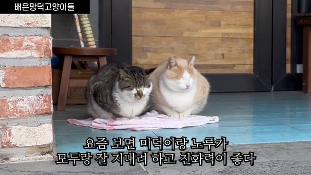 기적은 일어납니다. 그토록 바라던 망덕이가 마당냥이들과 가족이 되는데 성공했습니다. смотреть онлайн