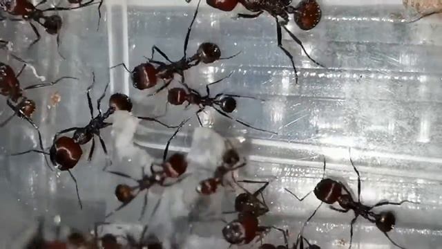 Biggest messor sp. from Africa смотреть онлайн