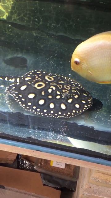 NEW stingray pup смотреть онлайн