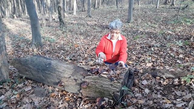 Тайны упавшего дерева. Часть 2. Колода-арт и не только. Серия "Природа -- третий учитель". смотреть онлайн