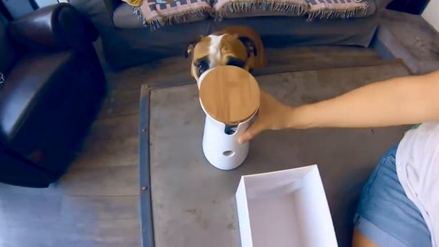 Furbo Dog Camera unboxing смотреть онлайн