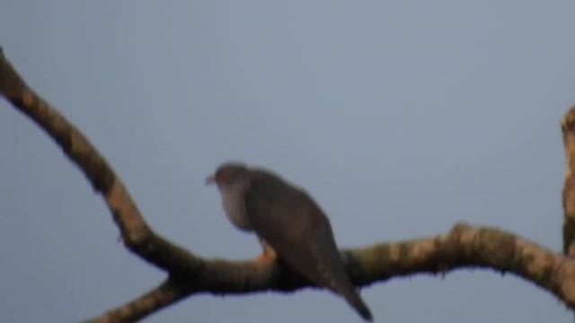 himalayan cuckoo mahananda wls April 2019 смотреть онлайн