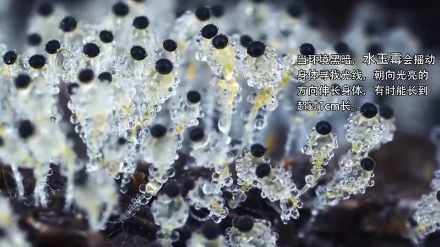 Time-lapse | Pilobolus 水玉霉 | The World Of Pilobolus | 水玉霉的隐秘世界【曳尾菌】