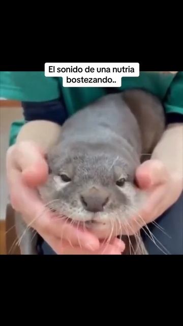 Nutria vostesando смотреть онлайн