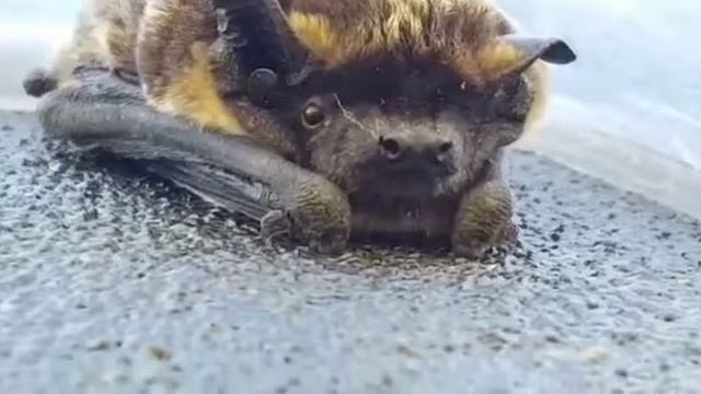 Летучая мышь забилась под ветровик смотреть онлайн