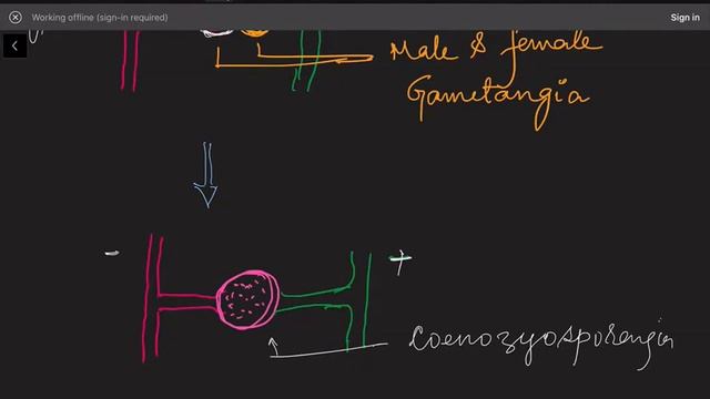 11 Ch-2 2.15 Classification Of Fungi
