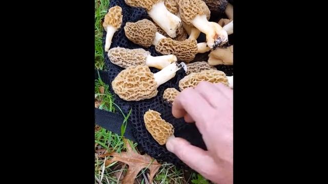 Morels And Old Apple Trees NEW 2017 - Yellow, Blacks And Grey Morels