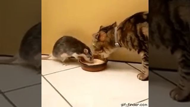 Удивительно! Кот и крыска едят из одной миски!!! смотреть онлайн
