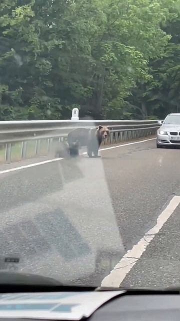 Mama bear with cubs in the middle of the road! #romania #bears #wildlife #nature #cubs #vrancea #pe смотреть онлайн