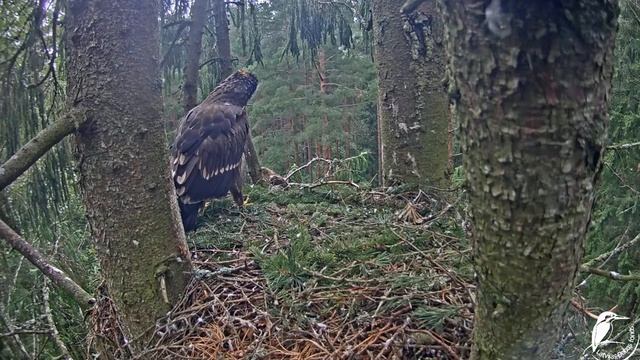 Mazais ērglis (Clanga pomarina) Goshawk terrorizes Lesser spotted eagle 08.08.2021 смотреть онлайн