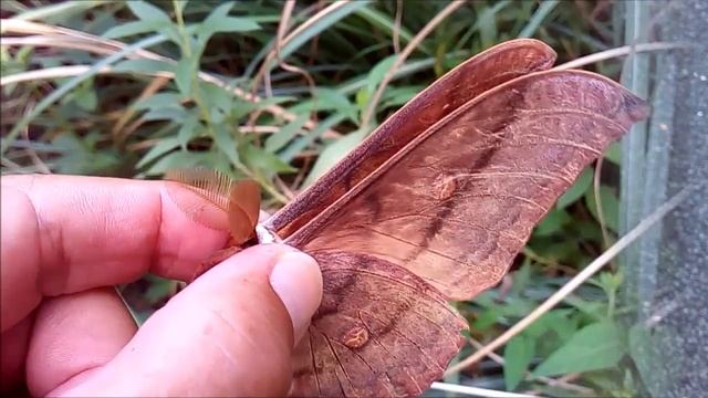 小さな虫たち その後も迷チョウ次々に🦋🦋指宿市開聞岳麓🦋其の30 Outbreak of visiting butterflies from the south смотреть онлайн
