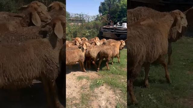 На продажу ярки , бир коро, 13 баш, цена по 30,000 +996 703 030 135 смотреть онлайн