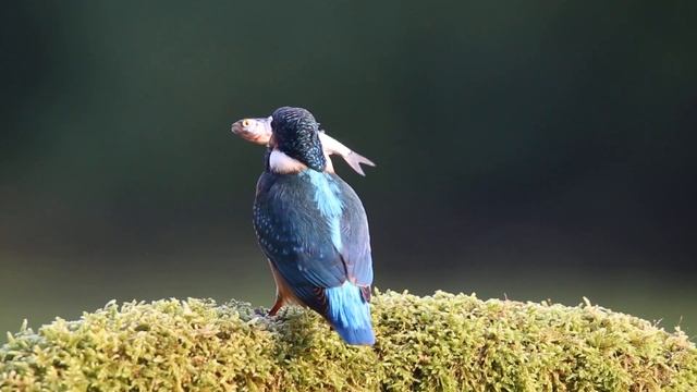 Common Kingfisher. Light breakfast. смотреть онлайн