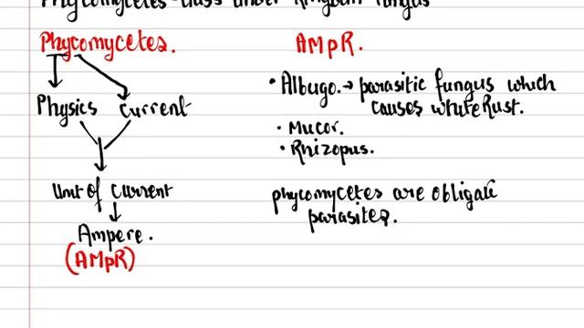 EASIEST Trick to learn examples of Phycomycetes of Kindom Fungi(NCERT CLASS 11) смотреть онлайн