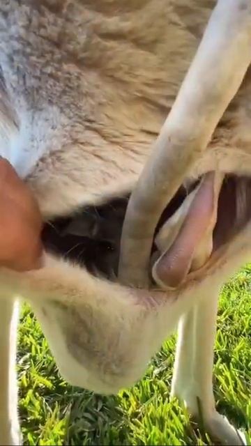 Kangaroo in his mother's womb🥰 смотреть онлайн