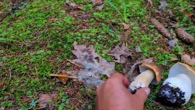 ГРИБЫ. ЛЕТО 2023 Г. Ч. 5  СИМПАТЯШИ БЕЛЫЕ !!