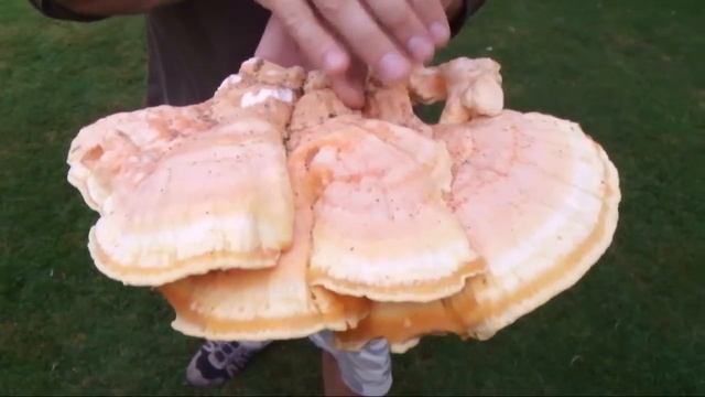 Bushcraft - New fresh Chicken of the woods mushroom or Sulphur Shelf. смотреть онлайн