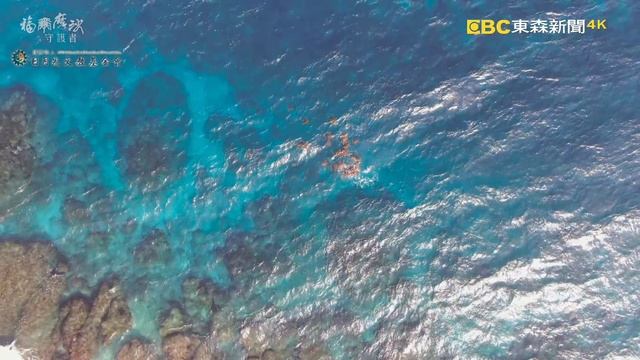 福爾摩沙守護者：海洋篇《聚焦全世界》第49期 (中英文字幕) ｜舒夢蘭｜Guardians of Formosa : Ocean смотреть онлайн