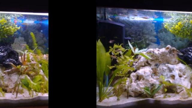 My Planted Aquarium - SlideShow - 2010 April смотреть онлайн