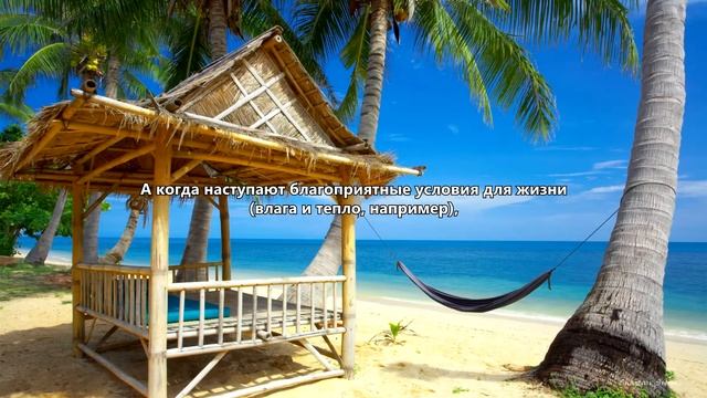 Грибоводство 13 Контаминанты 01 Бактериальное заражениеслизь, закисание, протухание смотреть онлайн