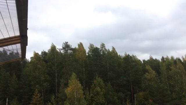 Экстремальная тренировка голубей. смотреть онлайн