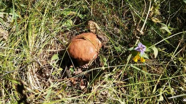 31.07.2018 года. Лес. Грибы.