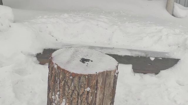 Синички обедают, 04.02.2022 смотреть онлайн