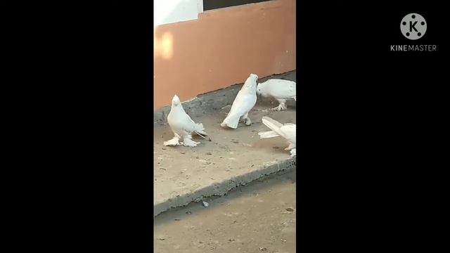 белые, white pigeons смотреть онлайн