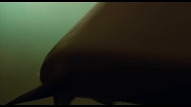 Shark Night 3D: Fake Sharks Real Scares Blu-Ray/DVD Bonus Feature | ScreenSlam смотреть онлайн