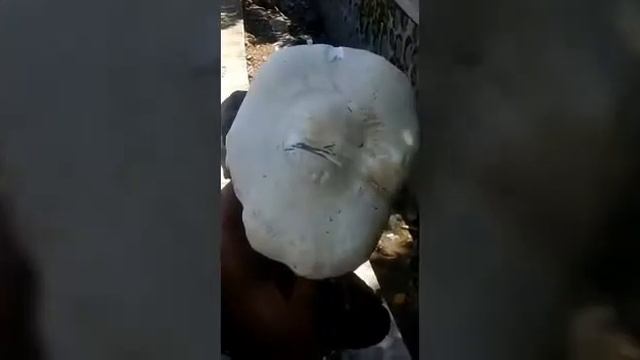 Jamur Raksasa Ditemukan Di Lombok, NTB