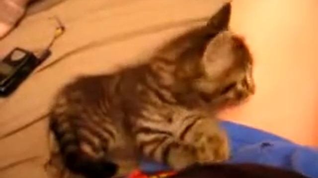 кэт анд боб l приколы с животными смотреть онлайн