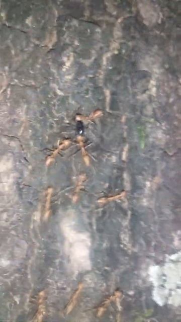 #shorts Black ant vs red ants. смотреть онлайн