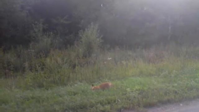 Лисёнок. встреча на трассе смотреть онлайн