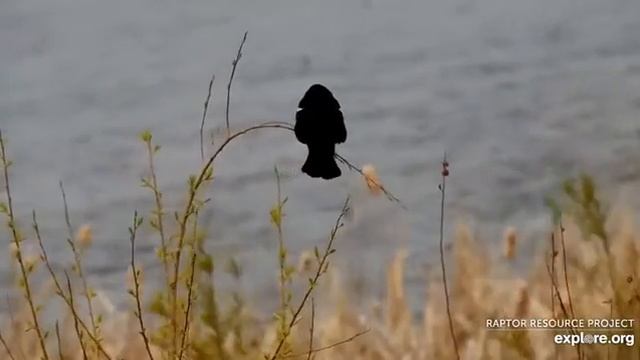 Mississippi River: A sweet Red-winged blackbird dances in the wind. смотреть онлайн