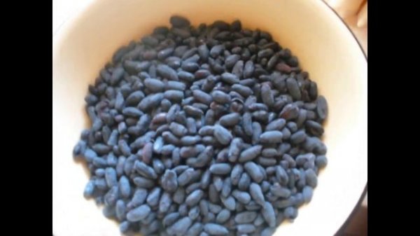 Жимолость сорт Хонейби урожай 2020. honeysuckle Honeybee harvest 2020.