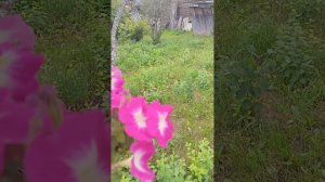 Петунии Мамбо Розовое утро