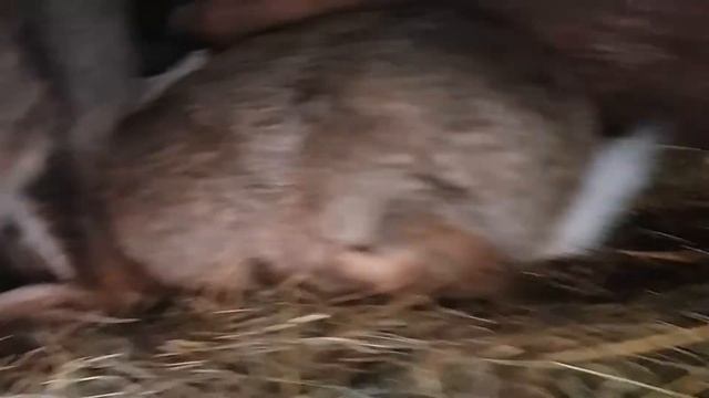 В яких умовах я тримаю кролів смотреть онлайн