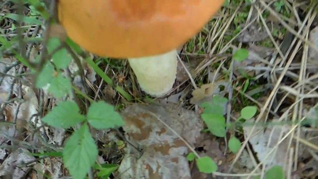 Огромный подосиновик в День России.