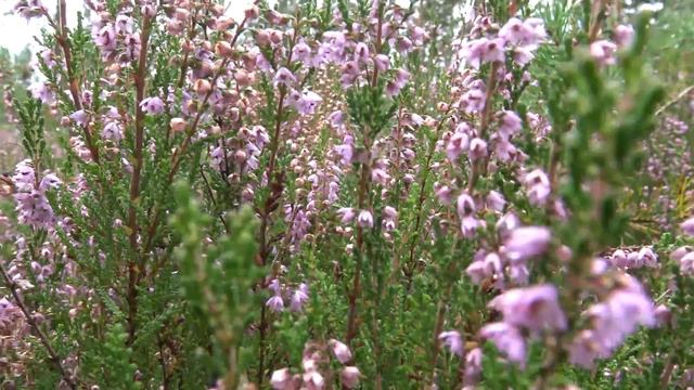 Грибной сезон / Mushroom season 2017 смотреть онлайн