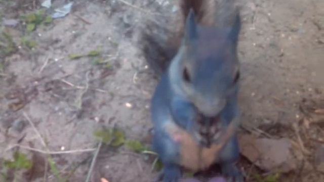 Сенсация!!! Белка мутант!!!